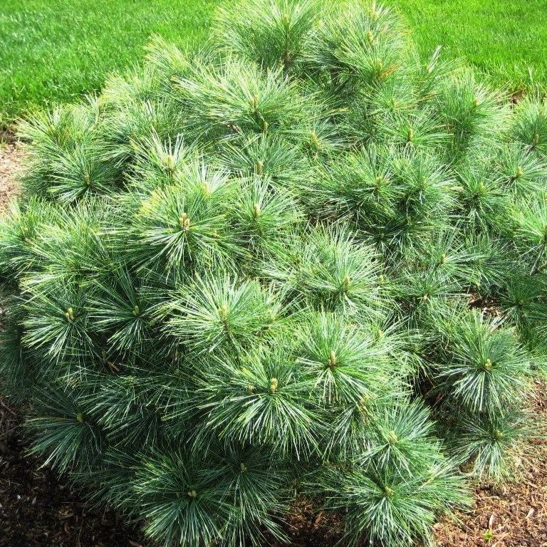 Сосна веймутова Блю Шаг